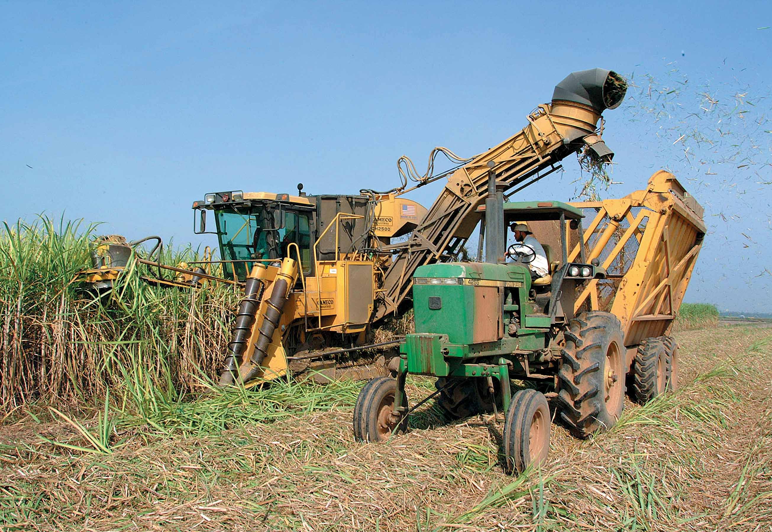 Sugarcane farmers meet virtually to prepare for their next crop
